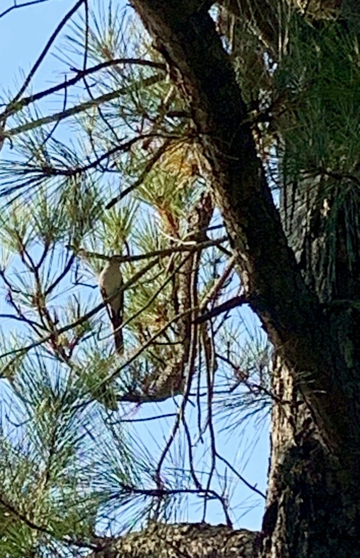 Black-billed Cuckoo - ML180256991