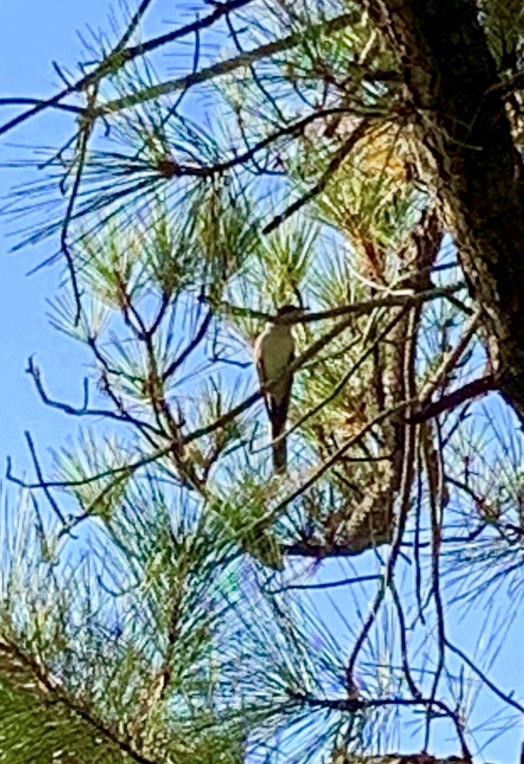 Black-billed Cuckoo - ML180257001