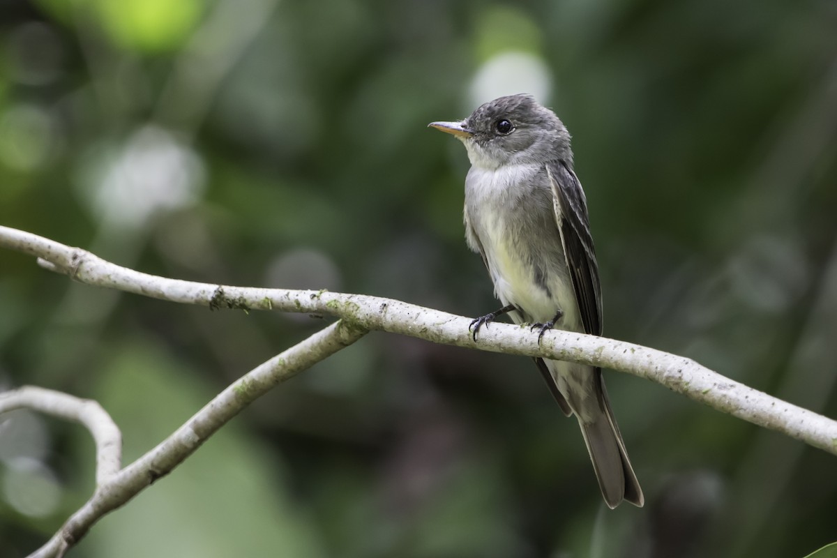 Eastern Wood-Pewee - ML180257181