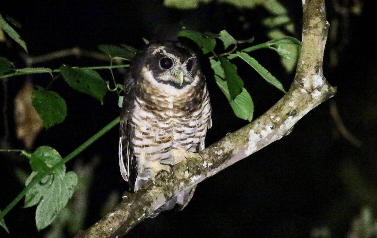 Band-bellied Owl - ML180257341