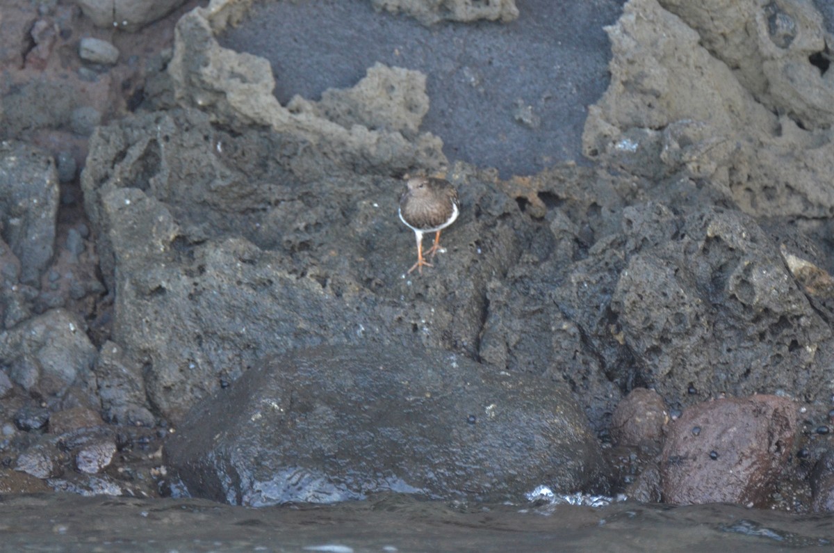 Black Turnstone - ML180257391