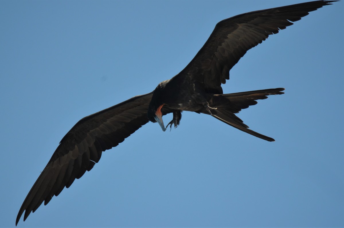 Magnificent Frigatebird - ML180257681