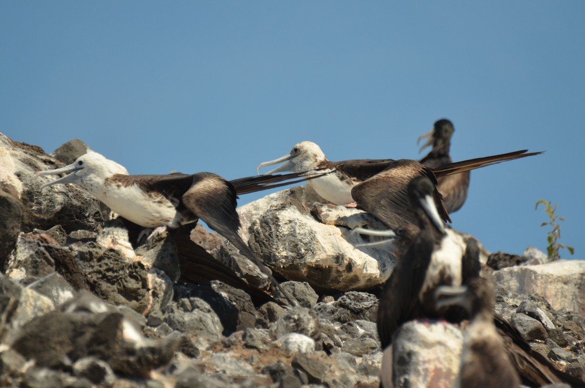 Magnificent Frigatebird - ML180257891