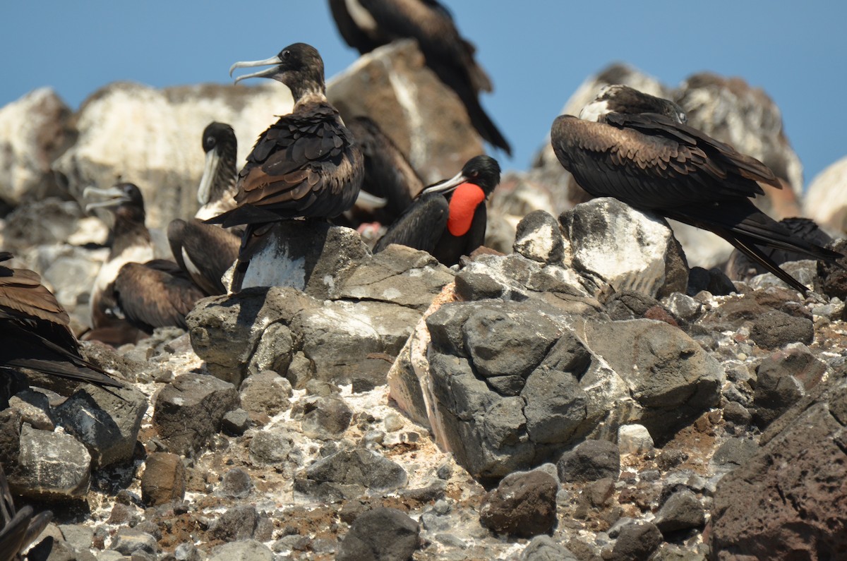 Magnificent Frigatebird - ML180257911