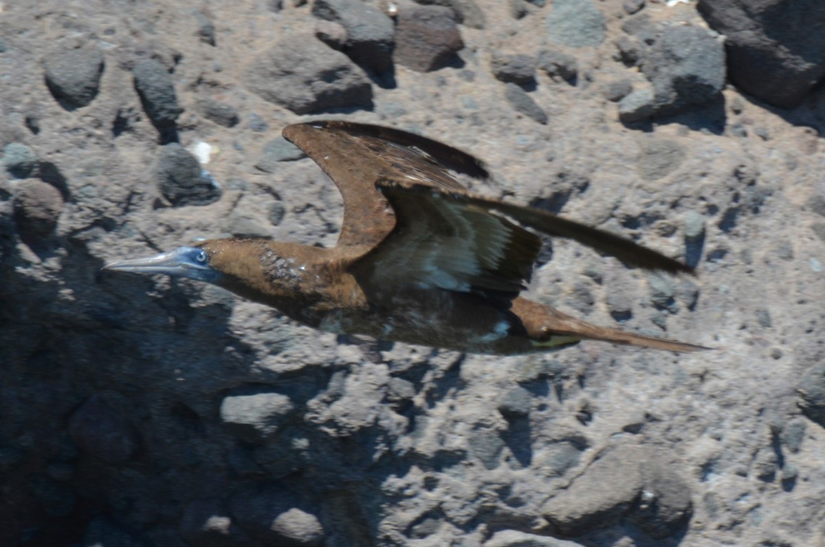 Cocos Booby (Brewster's) - ML180257971
