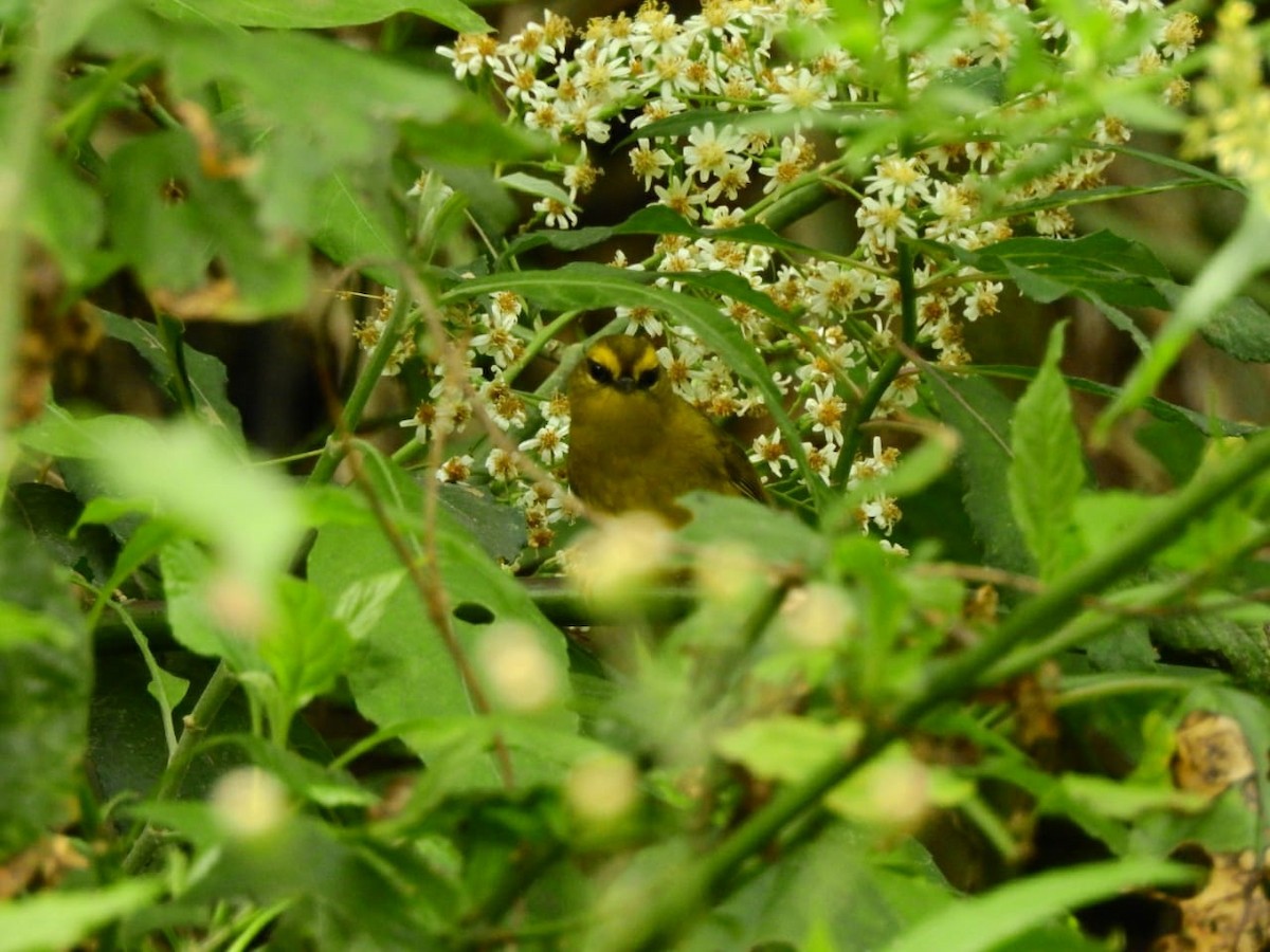 Pale-legged Warbler - ML180257991