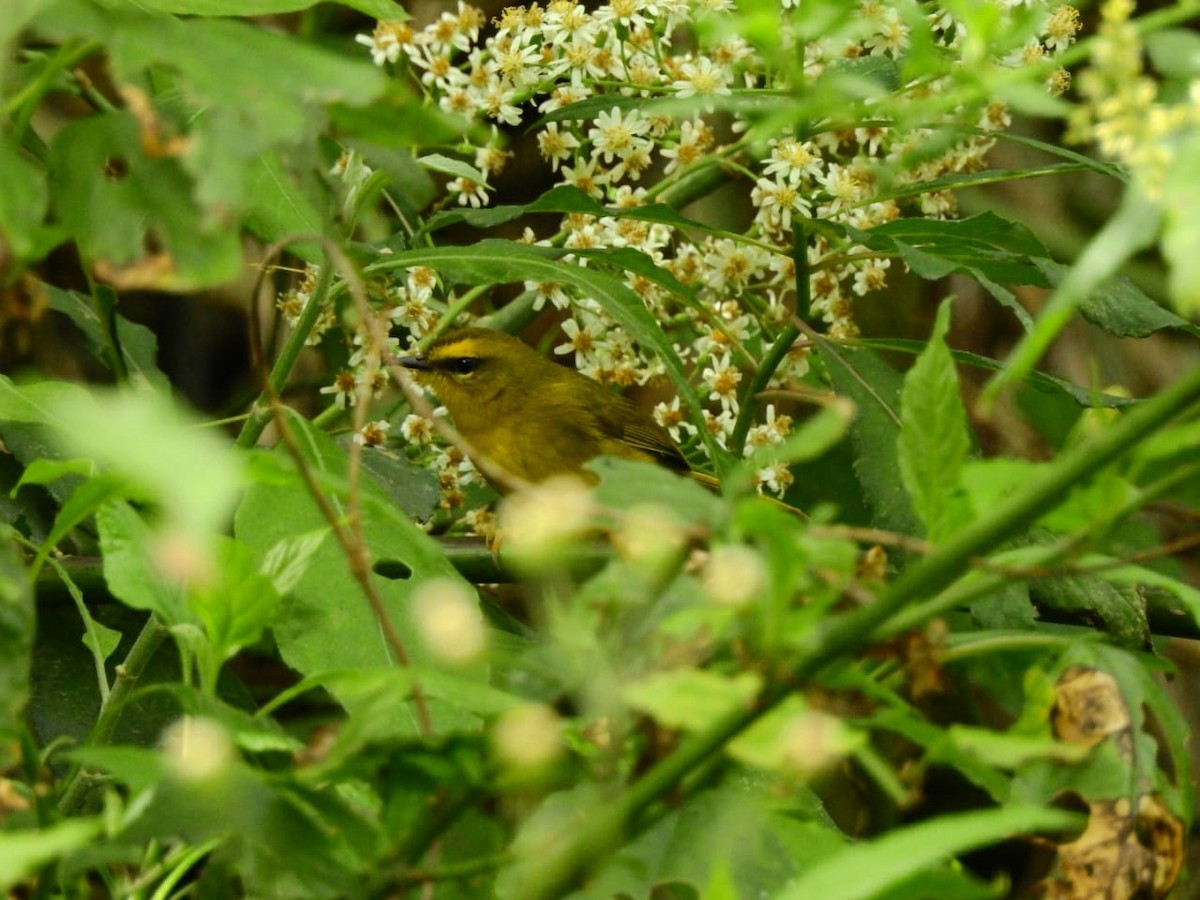 Pale-legged Warbler - Americo Vilte