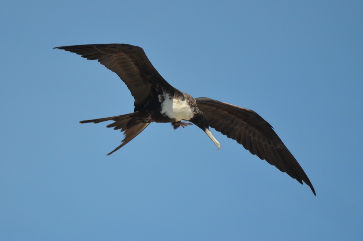 Magnificent Frigatebird - ML180258041