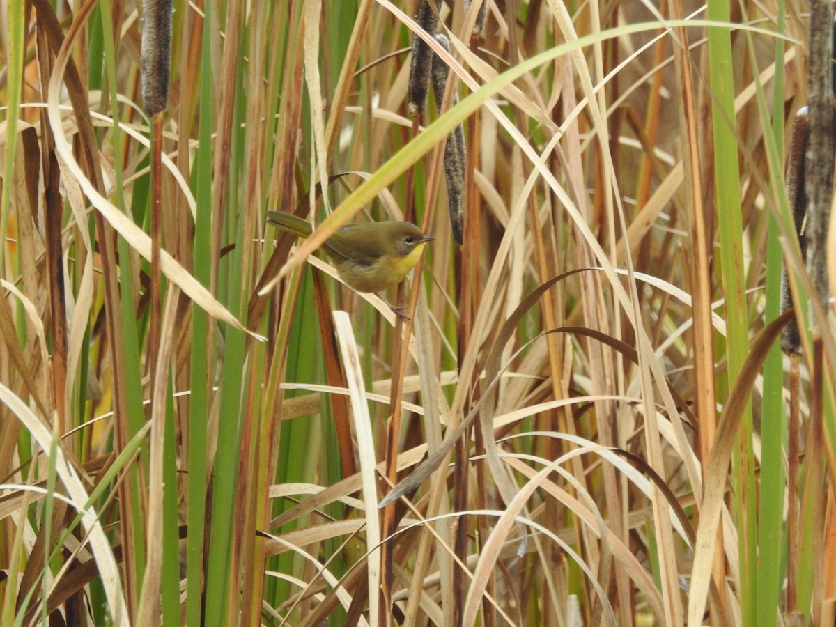 Common Yellowthroat - ML180258471