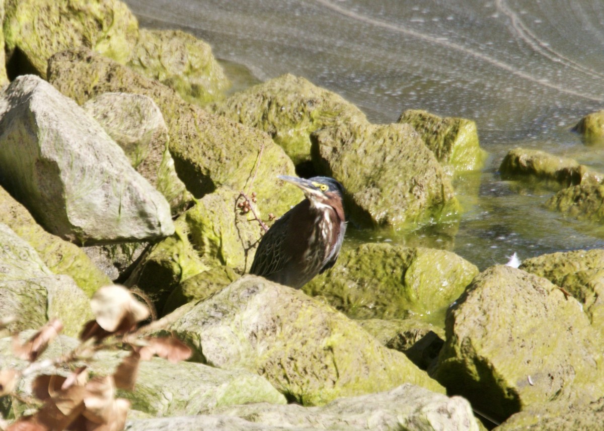 Green Heron - ML180258581