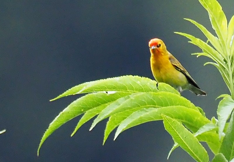 Fire-capped Tit - ML180258741