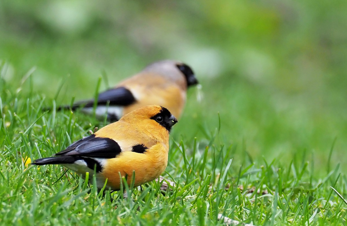 Orange Bullfinch - ML180259321