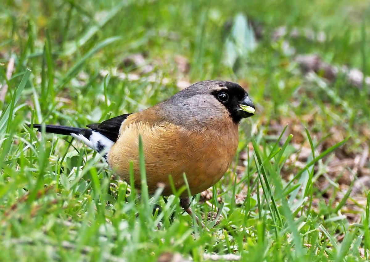 Orange Bullfinch - ML180259341