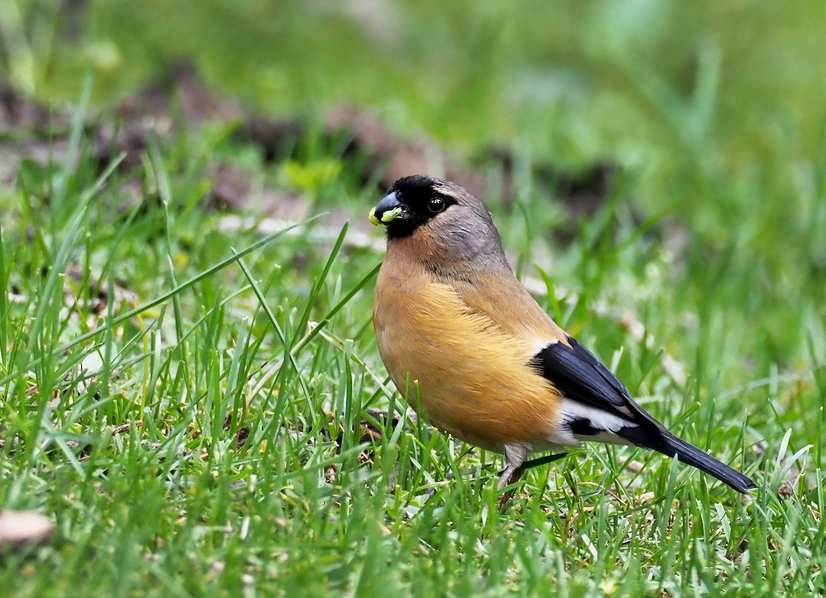 Orange Bullfinch - ML180259351