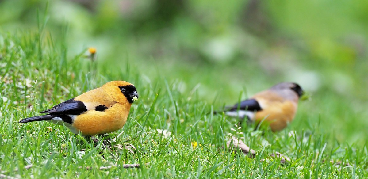 Orange Bullfinch - Andrew Spencer