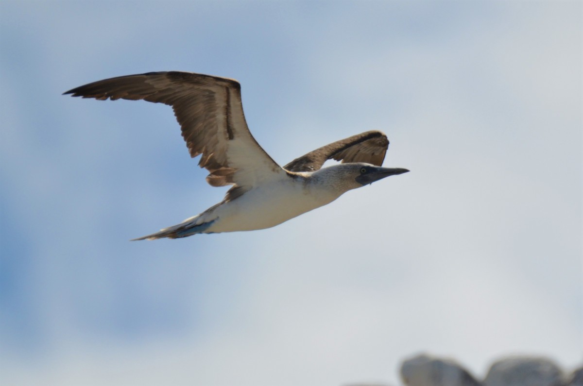 Blue-footed Booby - ML180260141