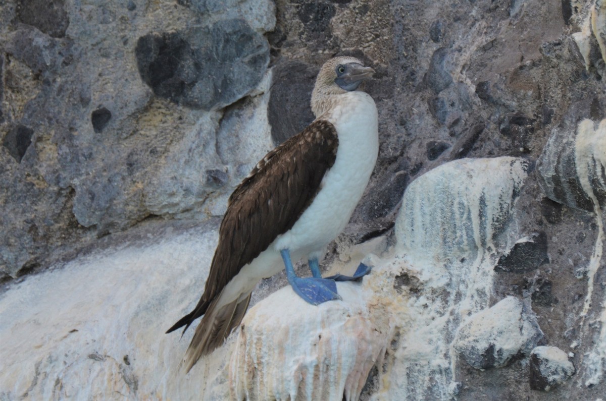 Blue-footed Booby - ML180260471