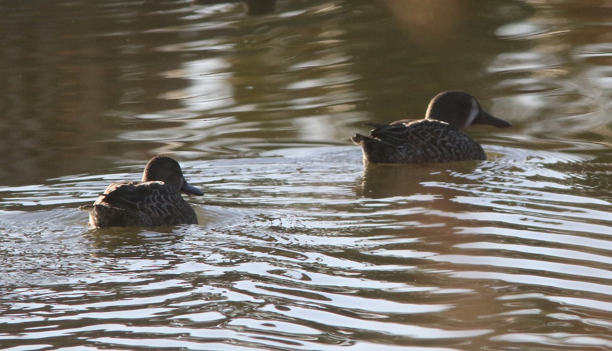 Blue-winged Teal - Bill Deppe