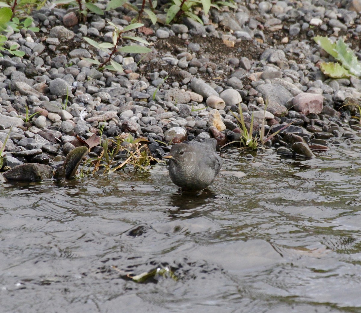 American Dipper - ML180260561