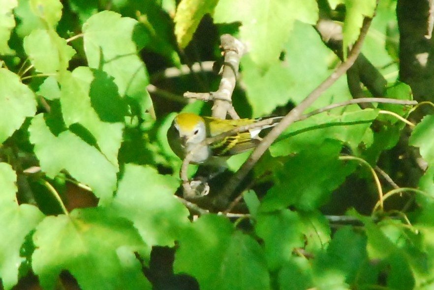 Chestnut-sided Warbler - ML180260621