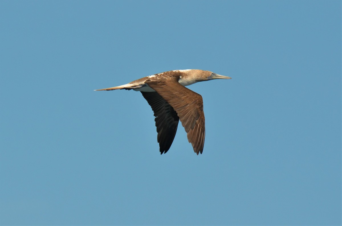 Blue-footed Booby - ML180260641