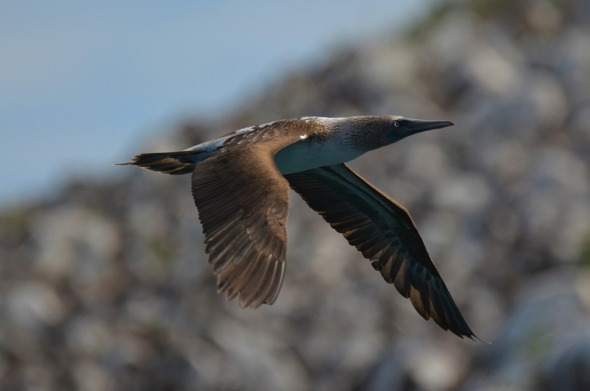 Blue-footed Booby - ML180260681