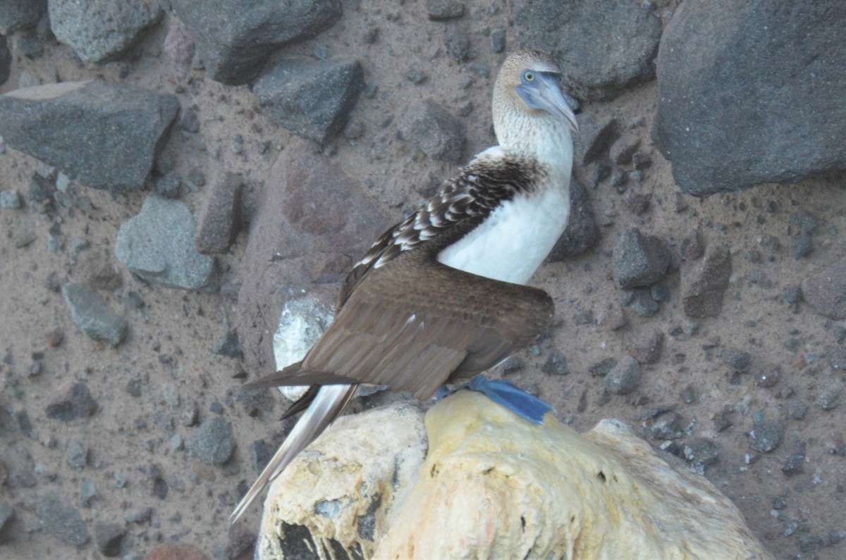 Blue-footed Booby - ML180260871