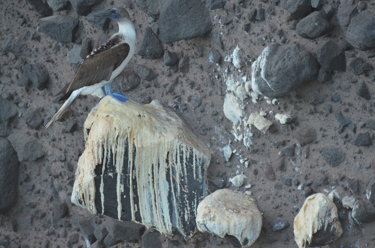 Blue-footed Booby - ML180260971