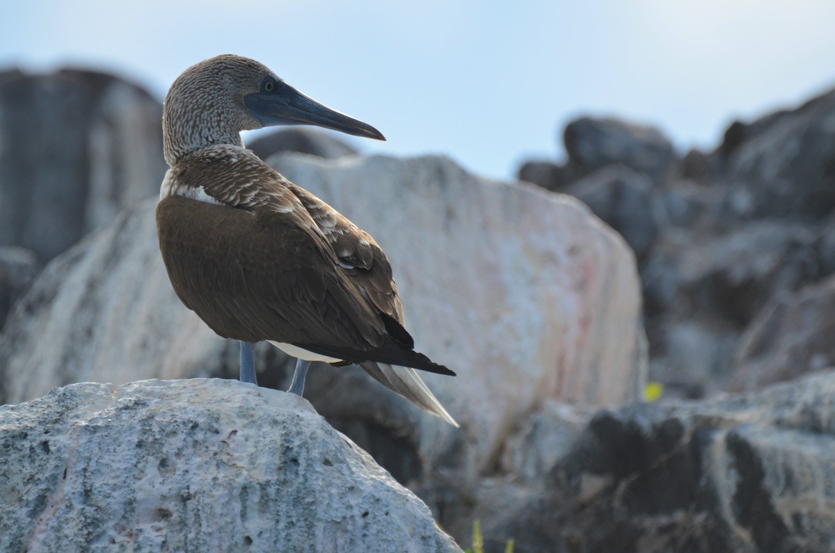 Blue-footed Booby - ML180261011