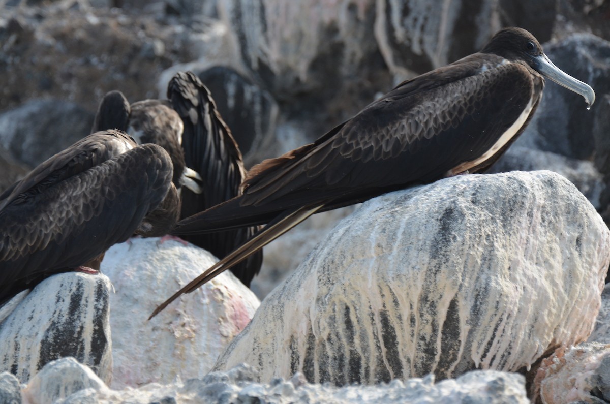 Magnificent Frigatebird - ML180261191