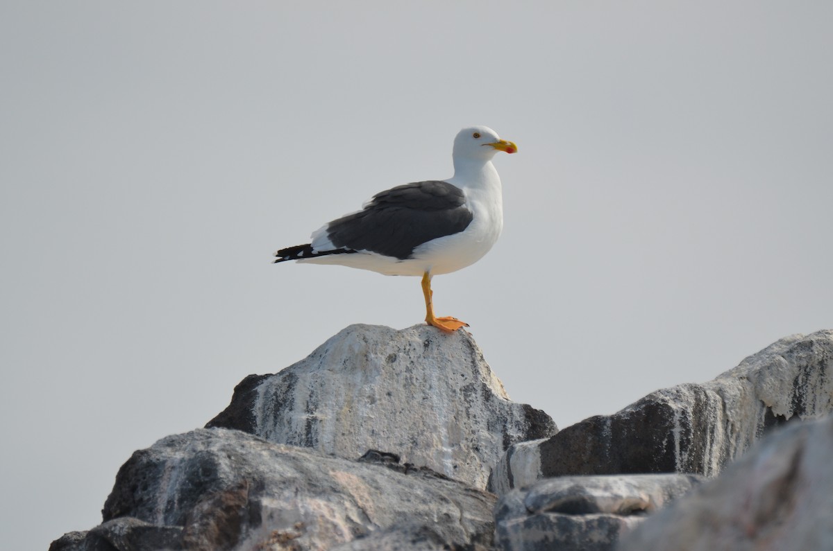 Yellow-footed Gull - ML180261281