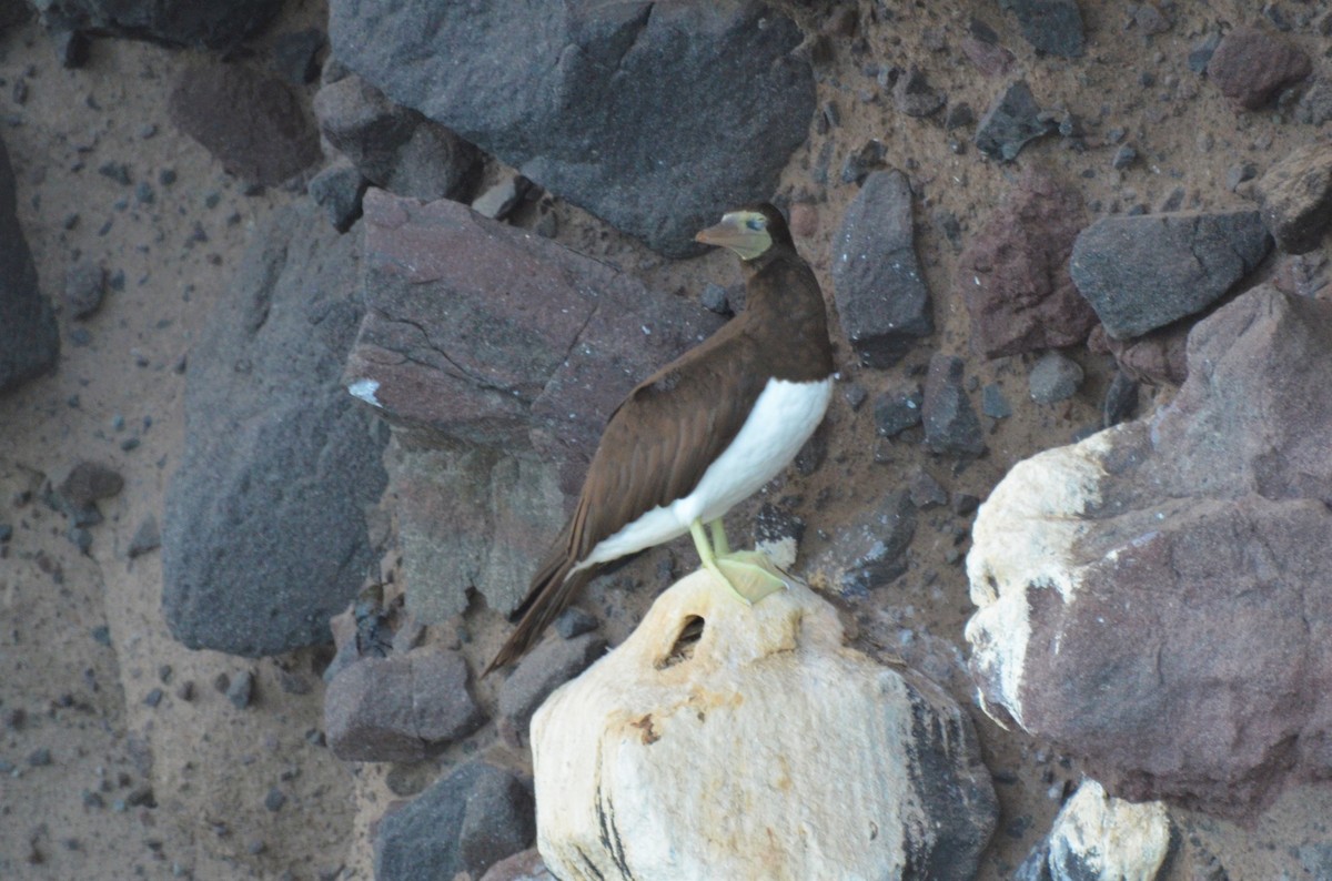 Cocos Booby (Brewster's) - ML180261531
