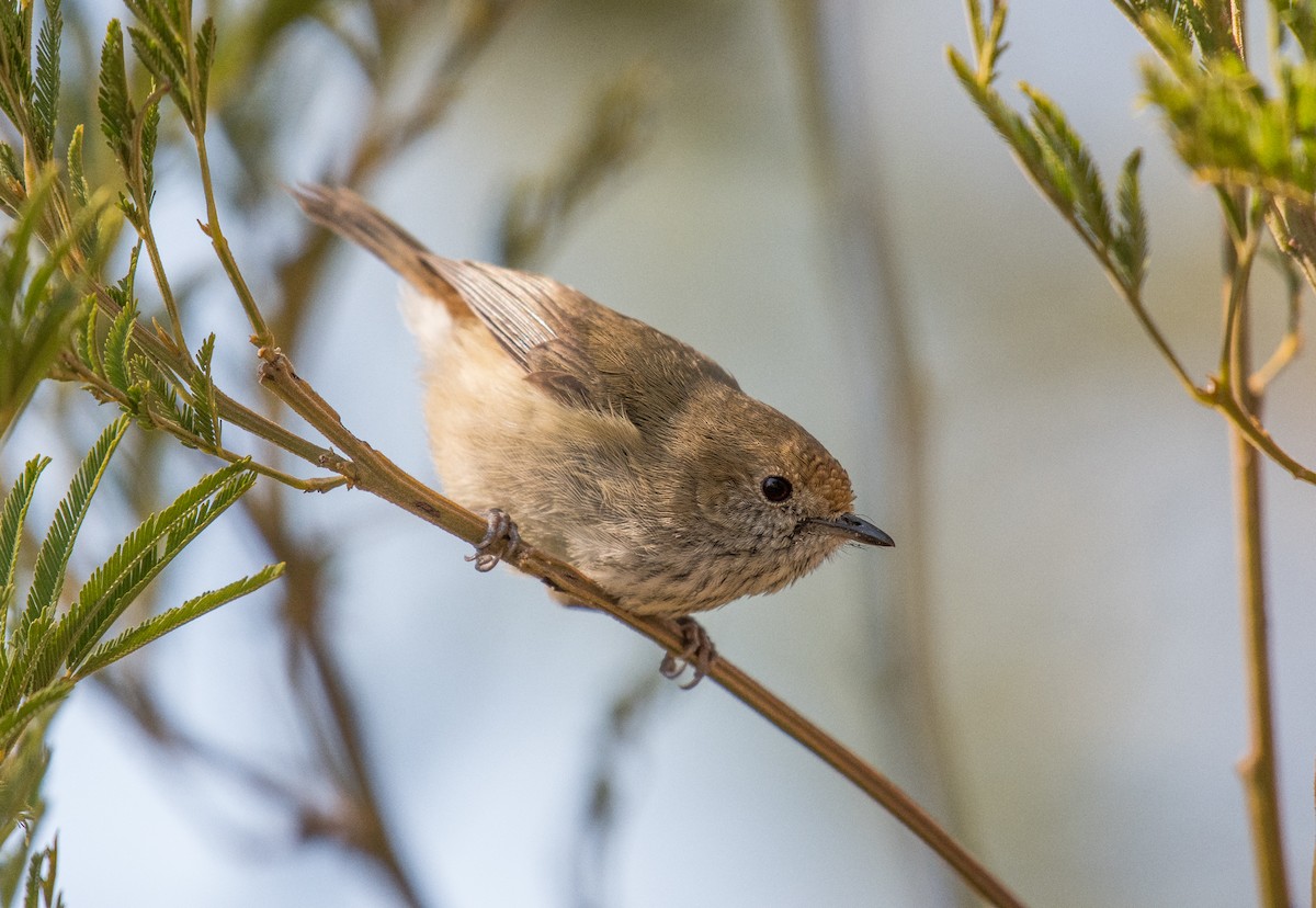 Brown Thornbill - ML180261781