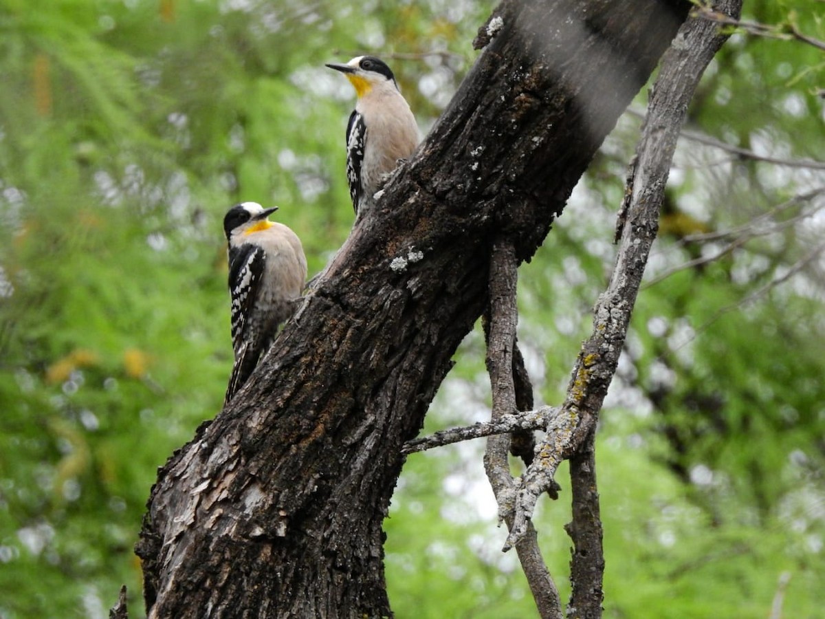 White-fronted Woodpecker - Americo Vilte