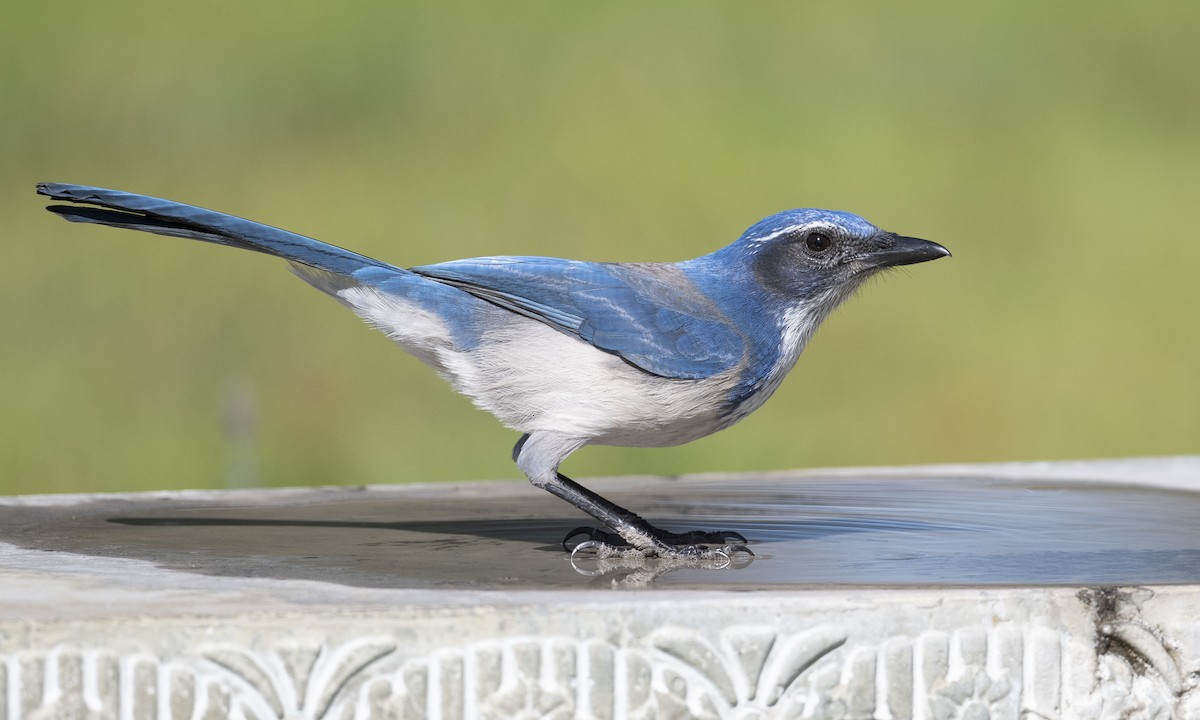 California Scrub-Jay - ML180262201