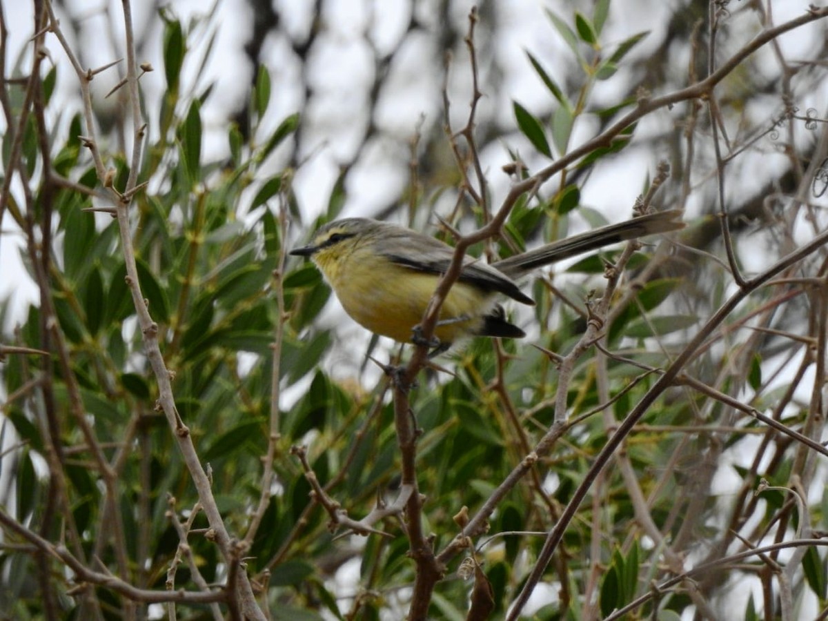 Greater Wagtail-Tyrant - Americo Vilte