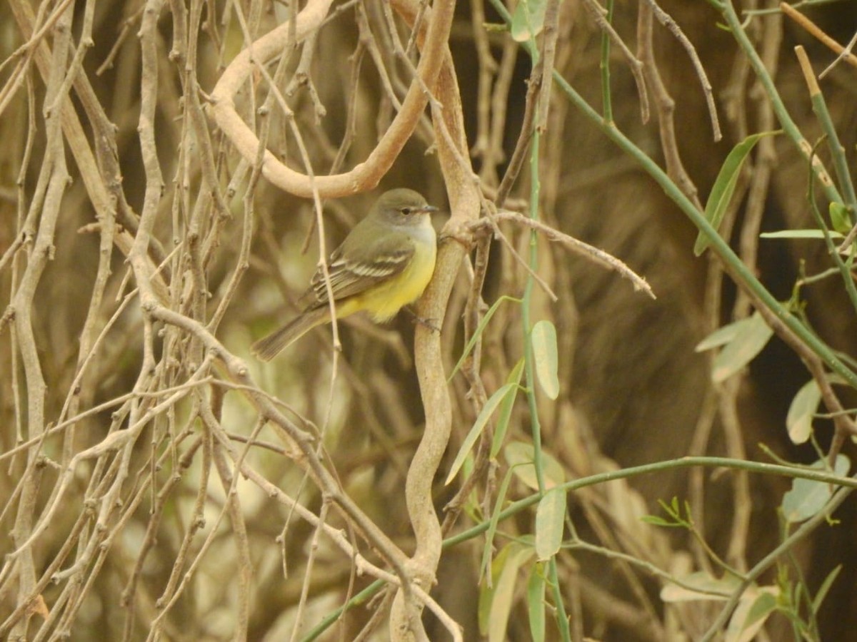 Southern Scrub-Flycatcher - ML180262651