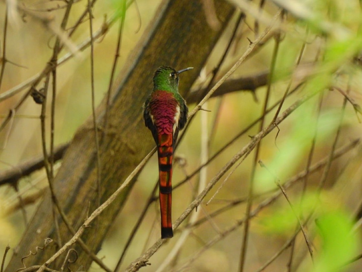 Red-tailed Comet - ML180263771