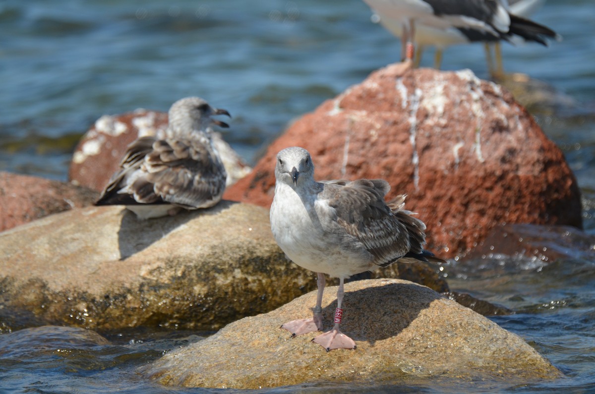 Yellow-footed Gull - ML180265011