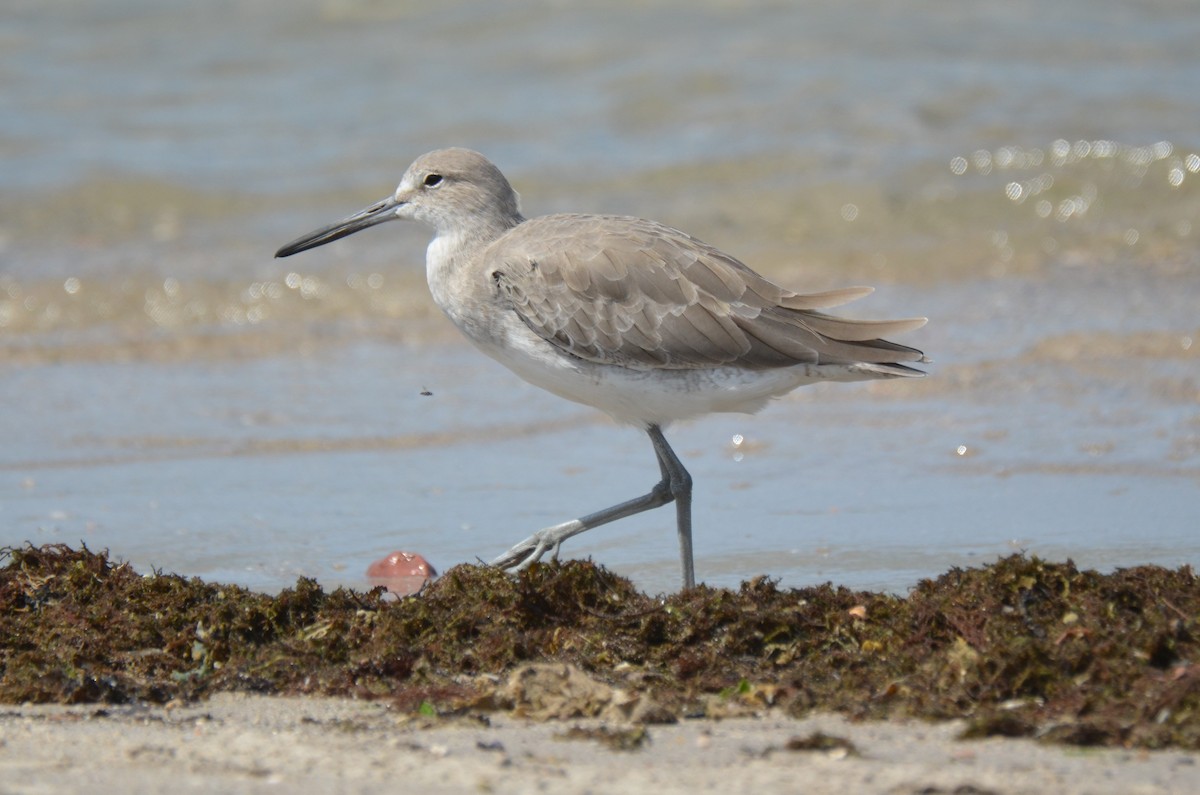 Willet (Western) - ML180265021