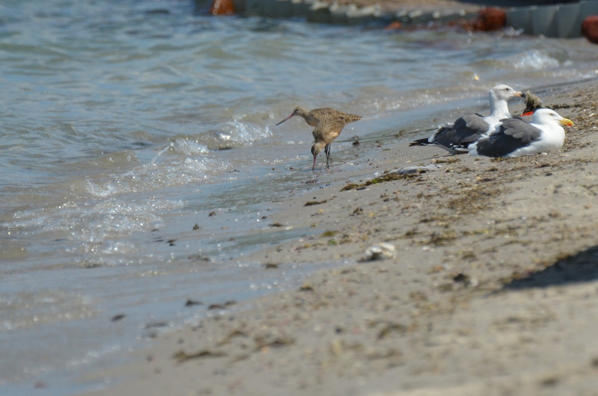 Marbled Godwit - ML180265141