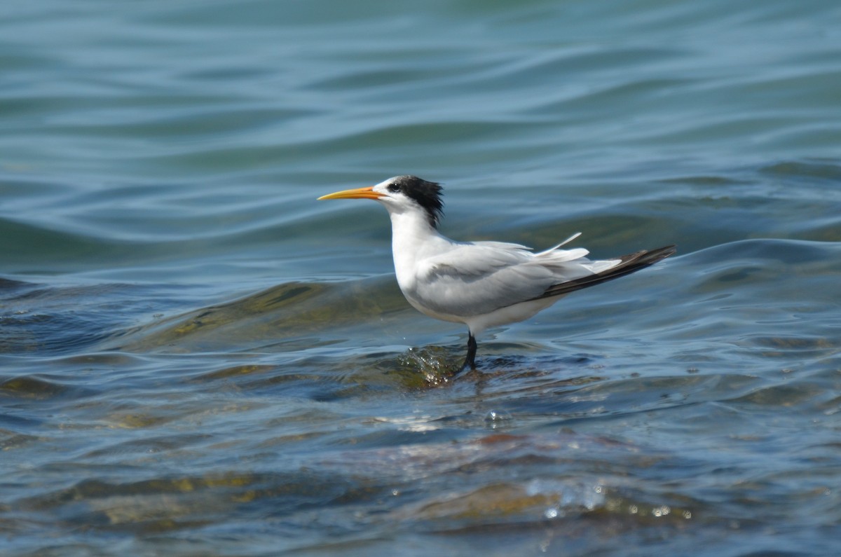Elegant Tern - ML180265171