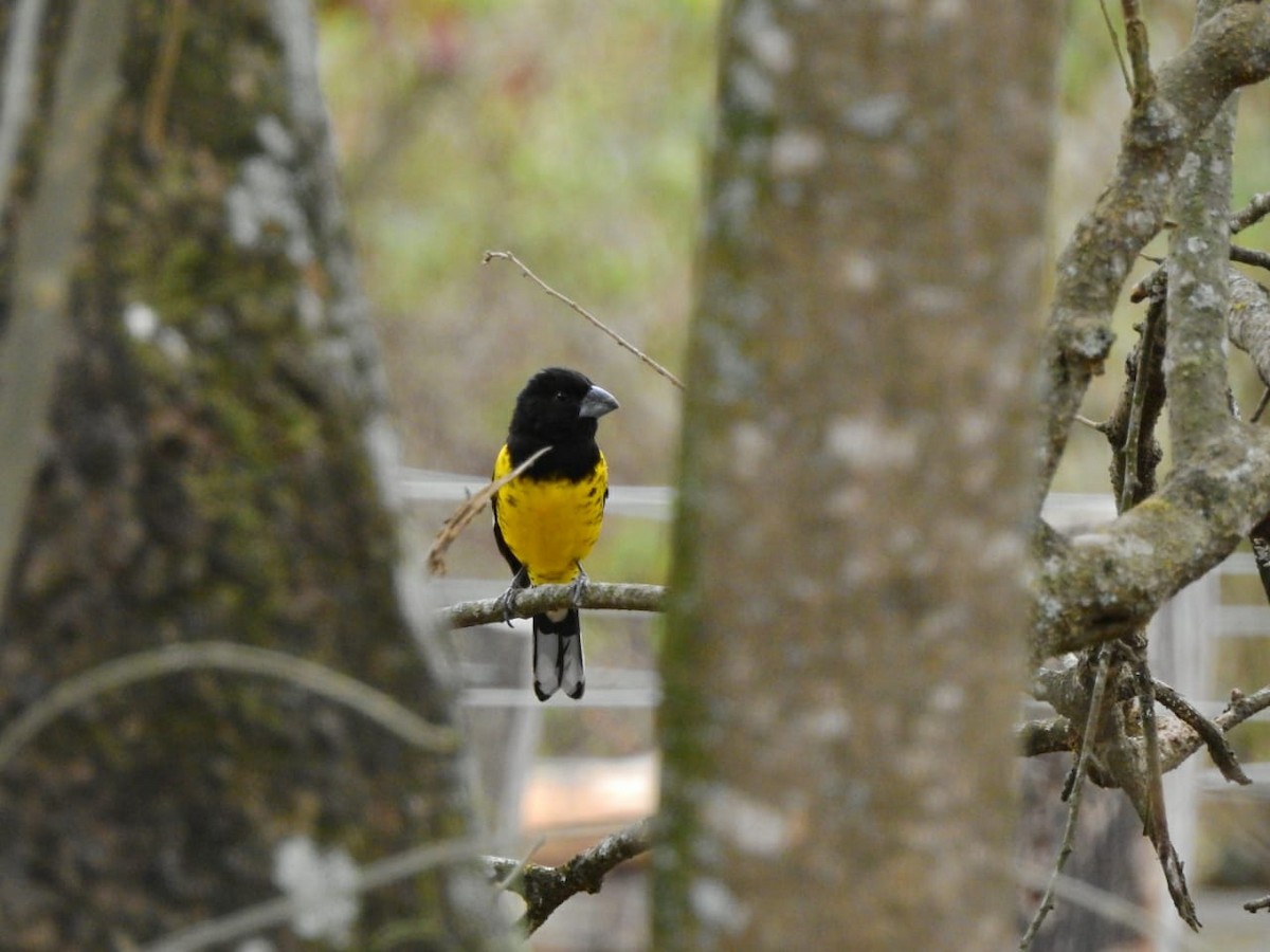 Black-backed Grosbeak - ML180265481