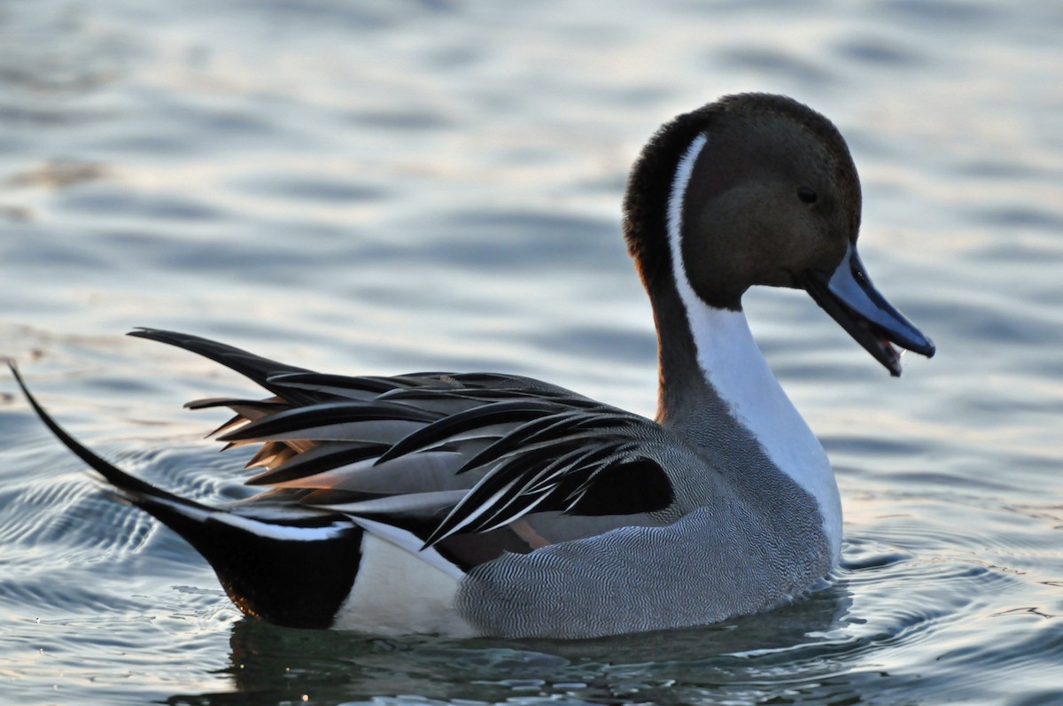 Northern Pintail - ML180265551