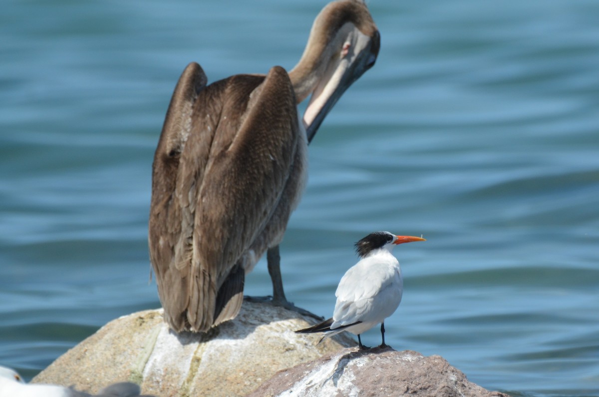 Elegant Tern - ML180265671