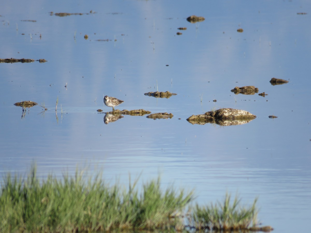 pygmésnipe - ML180265941