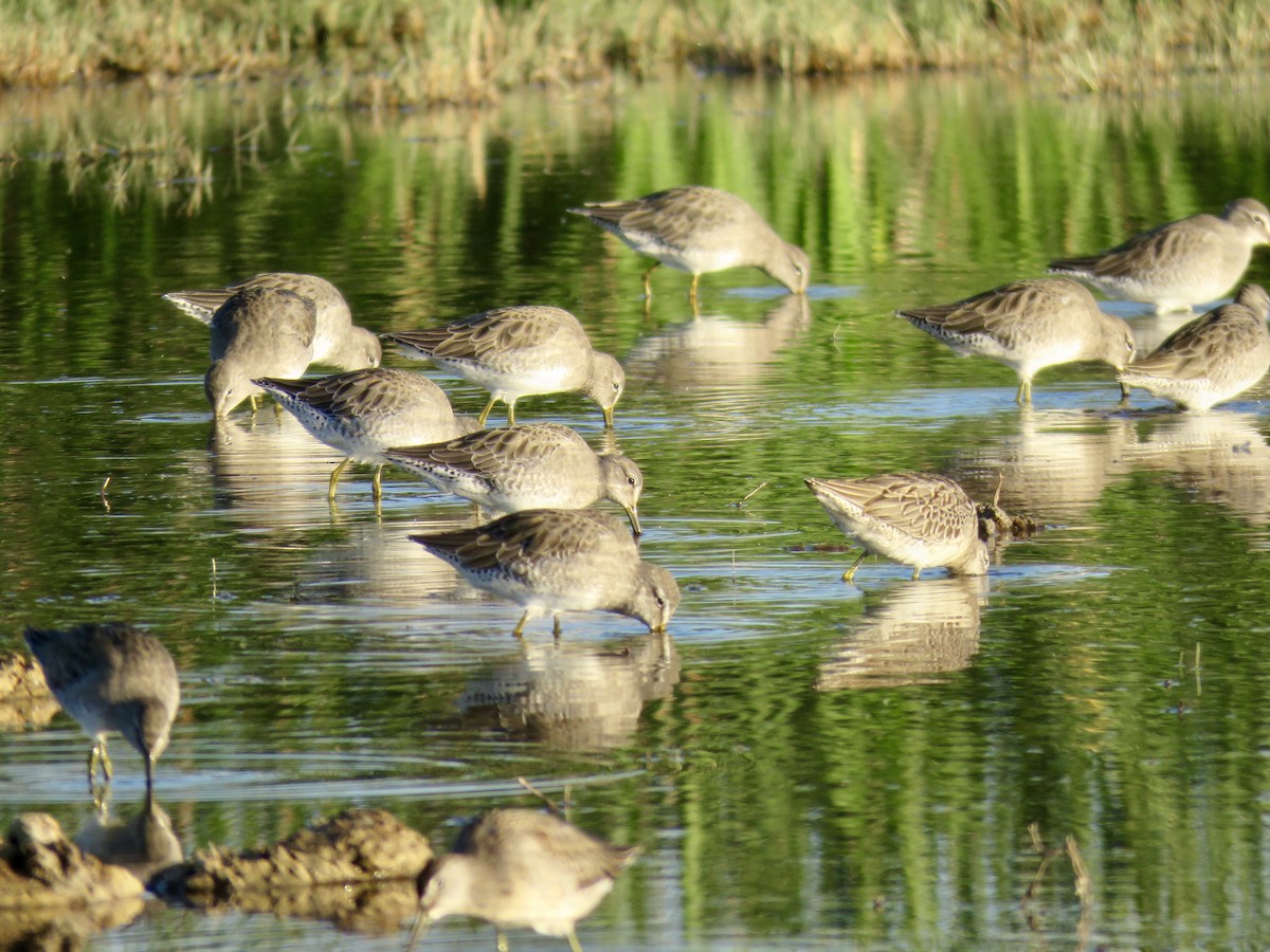 Long-billed Dowitcher - ML180266141