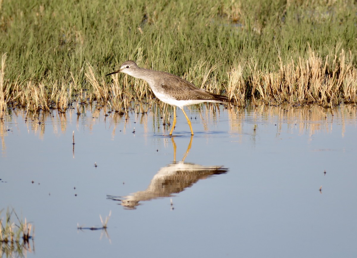 Lesser Yellowlegs - ML180266161