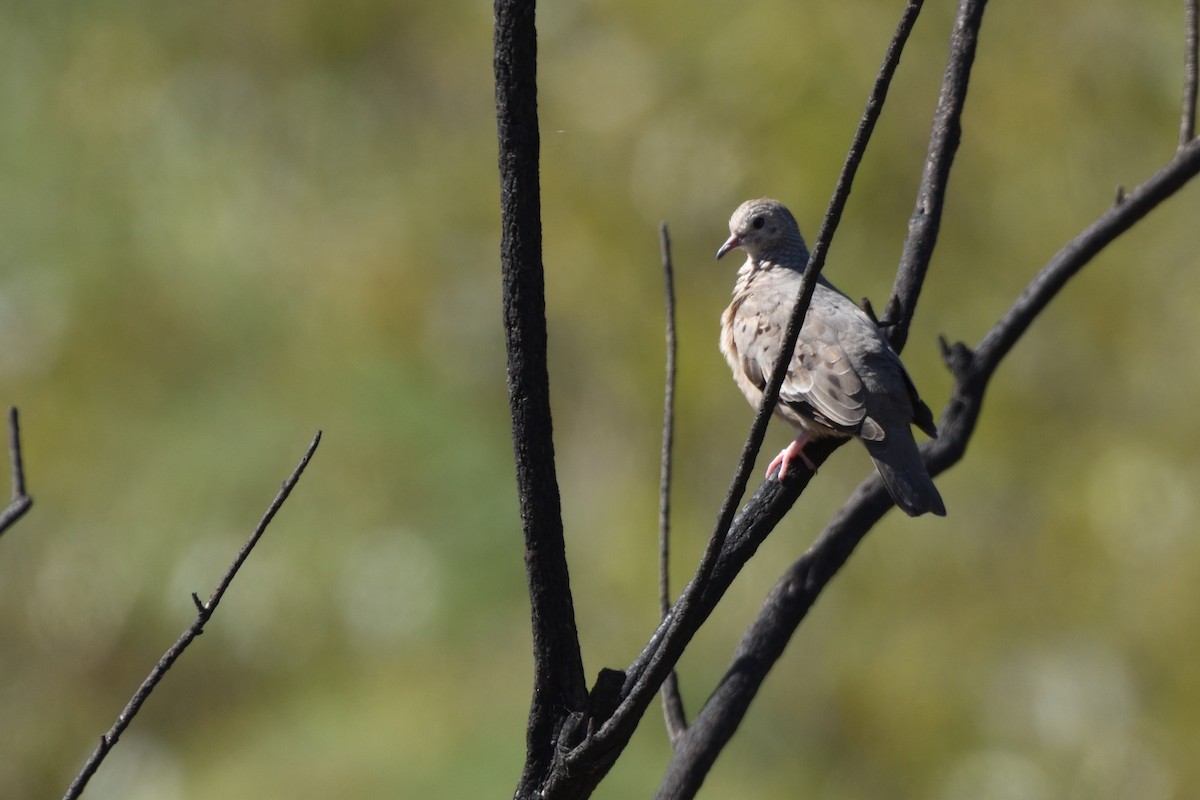 Common Ground Dove - ML180266241