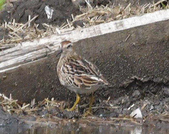 Sharp-tailed Sandpiper - ML180266691